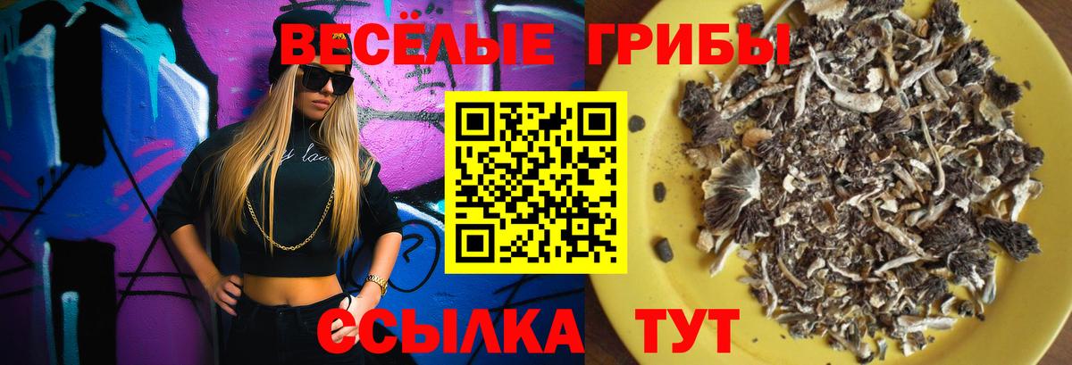Кувандык  Галлюциногенные грибы Psilocybe  дарнет шоп  Вход с VPN 